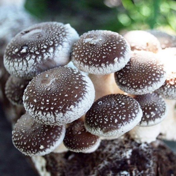 Shii-take蘑菇生长设备——产生你自己的家里美味的真菌