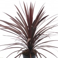 Cordyline南极光红星-紫色Torbay Palm - 80 - 120厘米大的标本