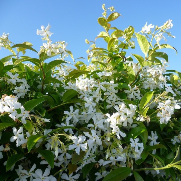 香的常绿的星茉莉-茉莉- 140cm的标本植物+