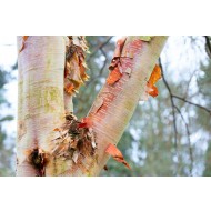桦木属albosinensis魅力——桦树