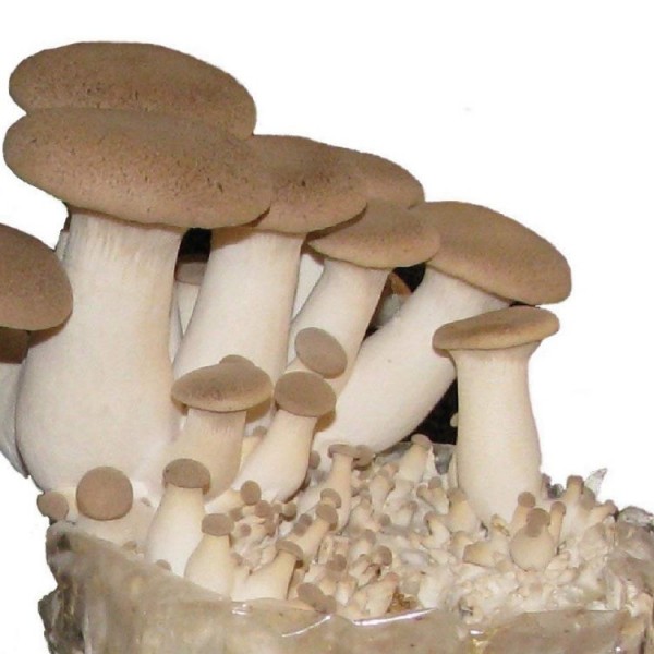 王平菇生长设备——产生你自己的家里美味的真菌