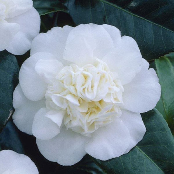 山茶花-华丽的白色开花的常绿山茶花