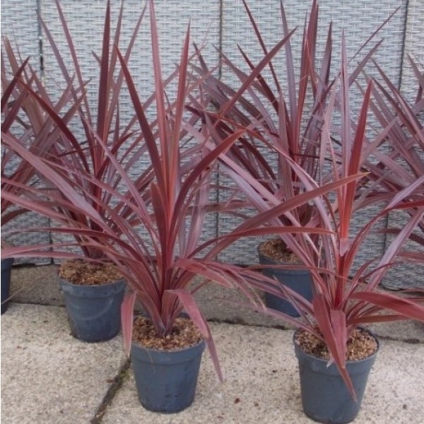 红星Cordyline australis - Patio Torbay Palm -一包2个