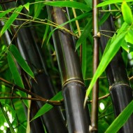 植被类型黑质-紫竹大大约6-8ft高大的植物