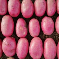 喀里多尼亚玫瑰主要农作物种子土豆- 10包