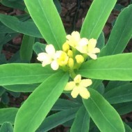 达芙妮gemmata皇家皇冠-罕见的黄色花中国达芙妮