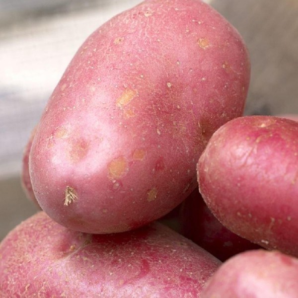 红色的约克公爵10 - 1号种子早期土豆包