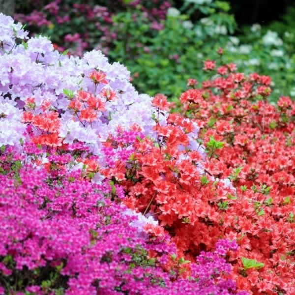 特别优惠-彩虹杜鹃花日本收集-常绿日本杜鹃花-包三种植物
