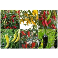 容器收集辣椒- 6植物群