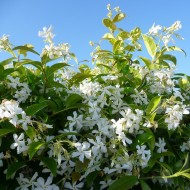 香常绿明星茉莉花-Trachelospermum jasminoides标本植物+ - 140厘米