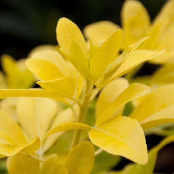 Choisya ternata Brica/Lich -金色圣丹斯墨西哥橙花