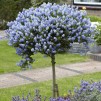 常绿加州紫丁香树-天井标准紫丁香树
