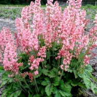 Heucherella粉色革命——大——发芽和开花