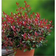 Photinia“小红罗宾”——紧凑的常绿灌木