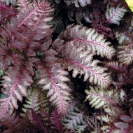 Athyrium niponicum红美丽——日本画蕨类植物