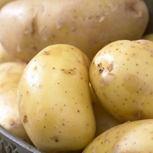 Nadine 10 - 2早期土豆种子包