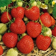 草莓“红色挑战”-种植你自己的草莓