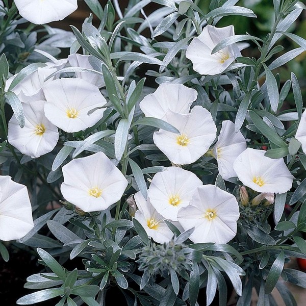 旋花植物cneorum -旋花植物银布什