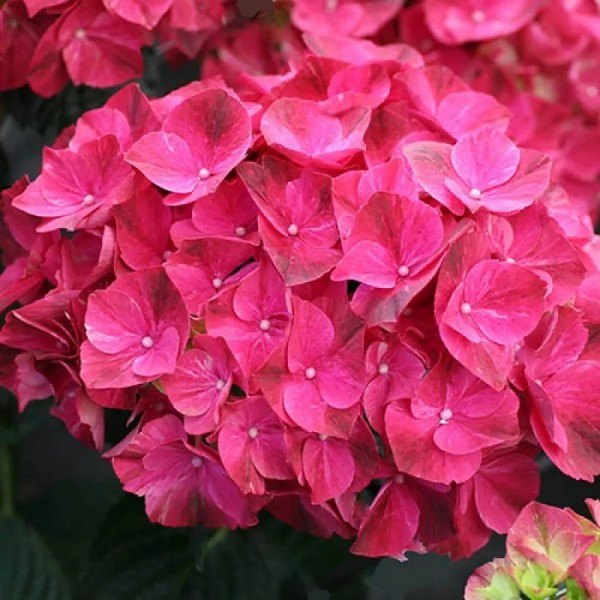 绣球花粉色Ruby -大花的拖把头绣球花——XXXL植物