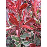 Photinia卡西尼号粉色大理石-哈迪,常绿斑驳的红罗宾灌木——大的标本