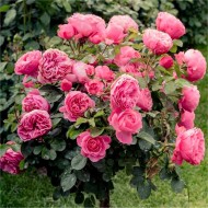 大型标准玫瑰树“伊丽莎白女王罗莎”——大约150 - 180厘米高