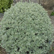 海桐tenuifolium variegata -银女王“Kohuhu”