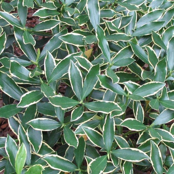 芙蓉-高度芳香的耐寒常绿灌木