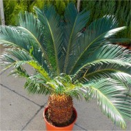 巨大的苏铁属植物苏铁树-国王西米棕榈树标本60 - 80厘米