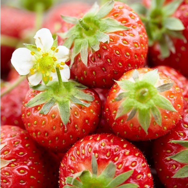 草莓-蜂蜜-一包十个