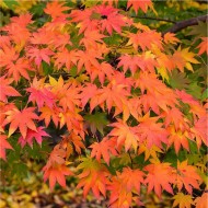 掌槭-日本枫树