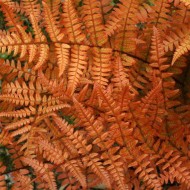 粗茎鳞毛erythrosora“Koidzumiana”——乐观的盾牌或者秋天的蕨类植物