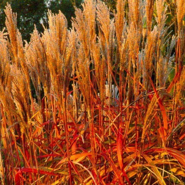 芒草印度夏天-惊人的秋天颜色草