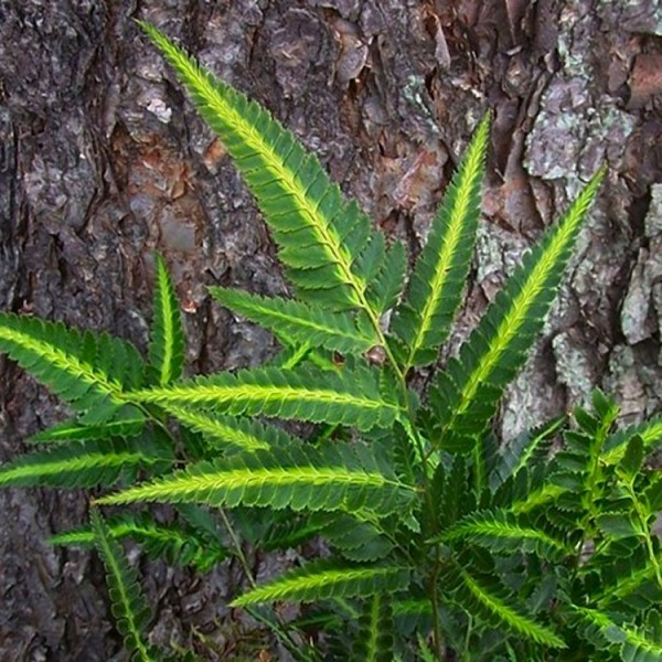 Arachniodes aristata variegata -常绿东印度冬青蕨类植物