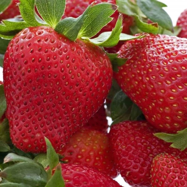 草莓Hapil