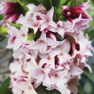 达芙妮香水公主-世界上最香的灌木-新品种