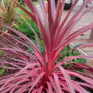 大粉红色Cordyline“南部光彩”——惊人的哈代Torbay棕榈标本