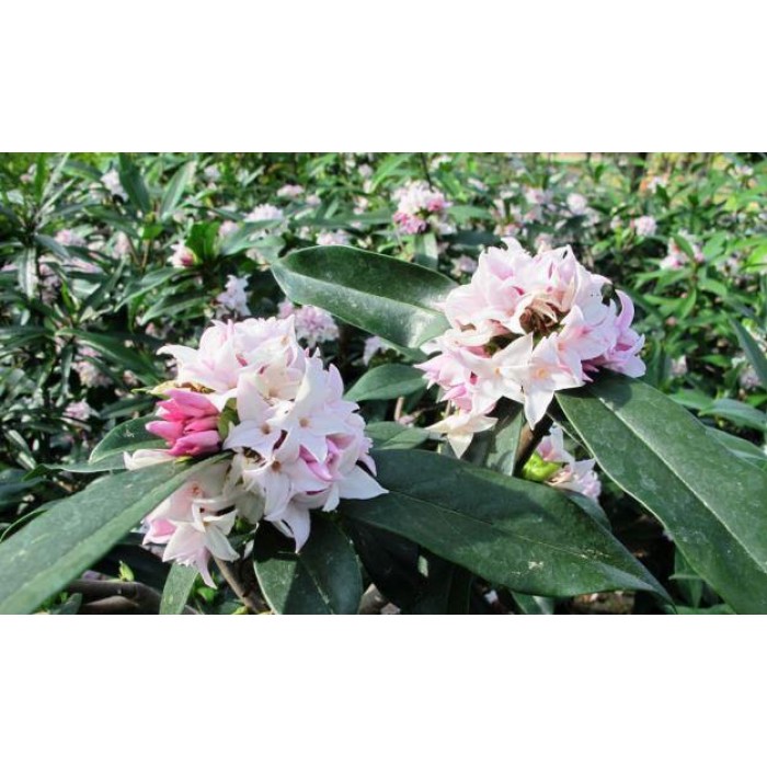 达芙妮香水公主-世界上最香的灌木-新品种