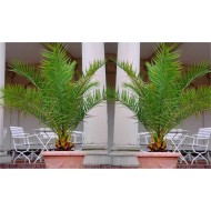 一双巨大的凤凰canariensis -金丝雀岛枣椰树大6英尺天井棕榈树150 - 200厘米
