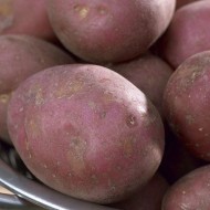 玛克辛-主要农作物种子土豆群10