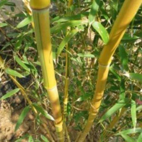 植被类型aureocaulis spectablilis竹- 150 - 170 cm -黄槽竹子