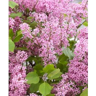 矮朝鲜丁香-紫丁香乔斯抚养长大灌木群三种植物