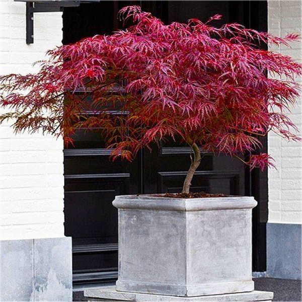 鸡爪槭dissectum爆竹——日本枫树
