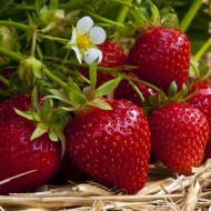 采购产品大挂篮-草莓Ostara在挂锅-长草莓