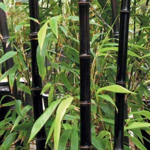 植被类型黑质-紫竹大约4-5ft高大的植物