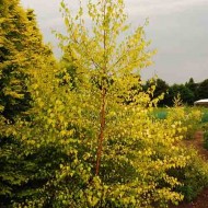 桦木属翻车机金色的云-桦树大约150厘米高的年轻的树