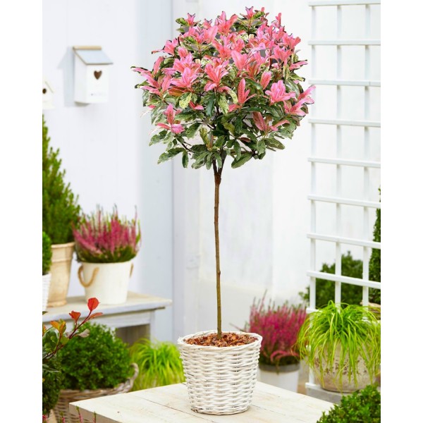 耐寒常绿Photinia serratifolia粉红色脆90 - 120厘米(3-4ft)标准修剪成形的树