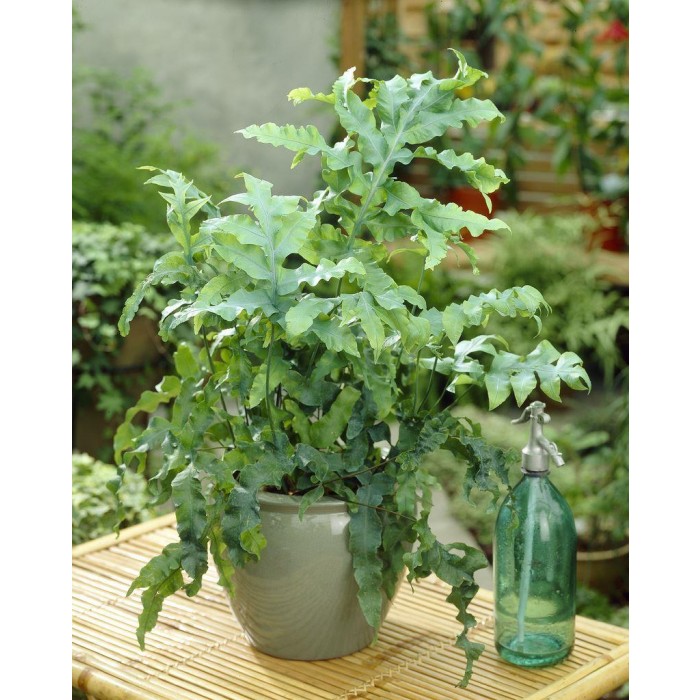 Cyrtomium falcatum Rochfordianum -霍利蕨类植物