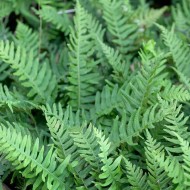Polypodium vulgare——常见的瓦苇属的蕨类植物