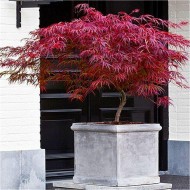 鸡爪槭dissectum爆竹——日本枫树——约75 - 100厘米