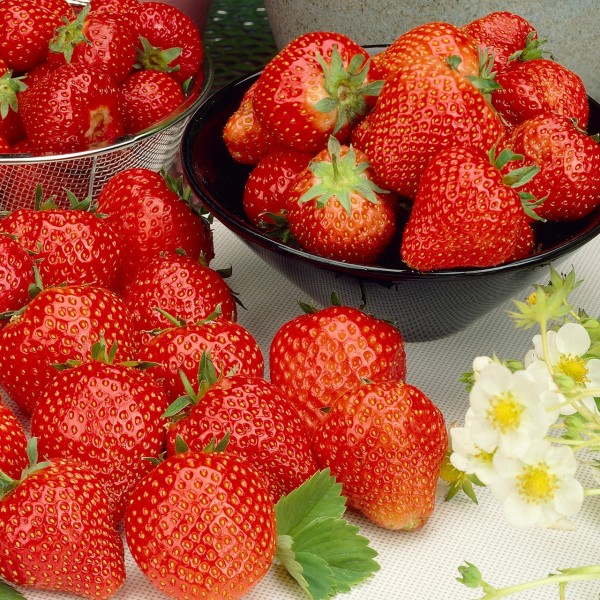 草莓“剑桥宠儿”——自己种草莓